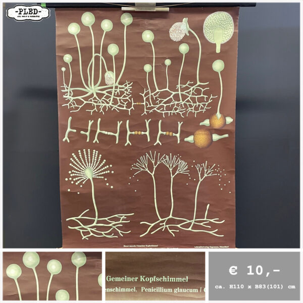 Diverse oude schoolkaarten / biologie (1) - Afbeelding 4