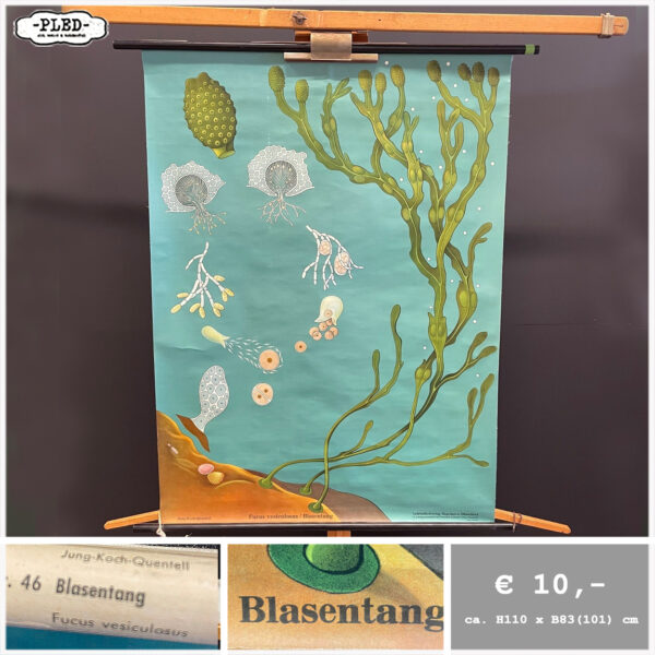 Diverse oude schoolkaarten / biologie (1) - Afbeelding 2