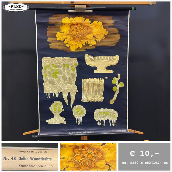 Diverse oude schoolkaarten / biologie (1) - Afbeelding 3