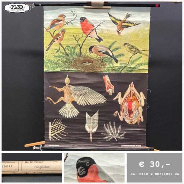 Diverse oude schoolkaarten / biologie (1) - Afbeelding 5