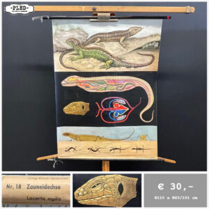 Diverse oude schoolkaarten / biologie (1)