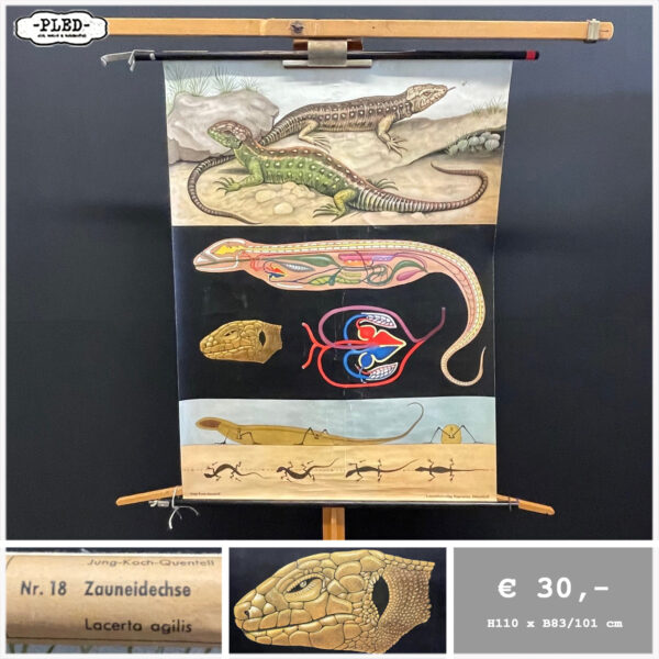 Diverse oude schoolkaarten / biologie (1)