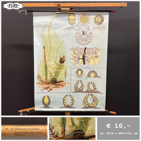 Diverse oude schoolkaarten / biologie (1) - Afbeelding 7