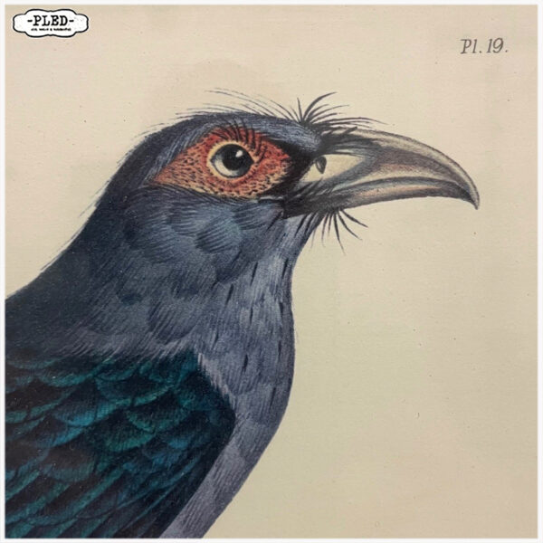 Twee oude gekleurde prenten van vogels - Afbeelding 11