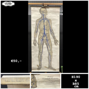 Oude schoolkaart menselijke anatomie