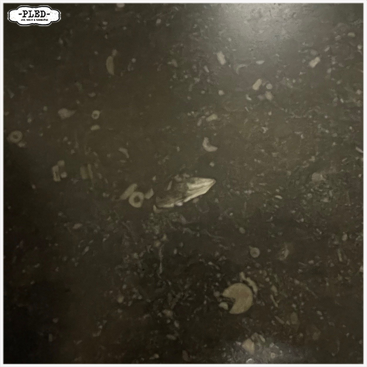 Oude eikenhouten apothekerskast met hardstenen blad - Afbeelding 9