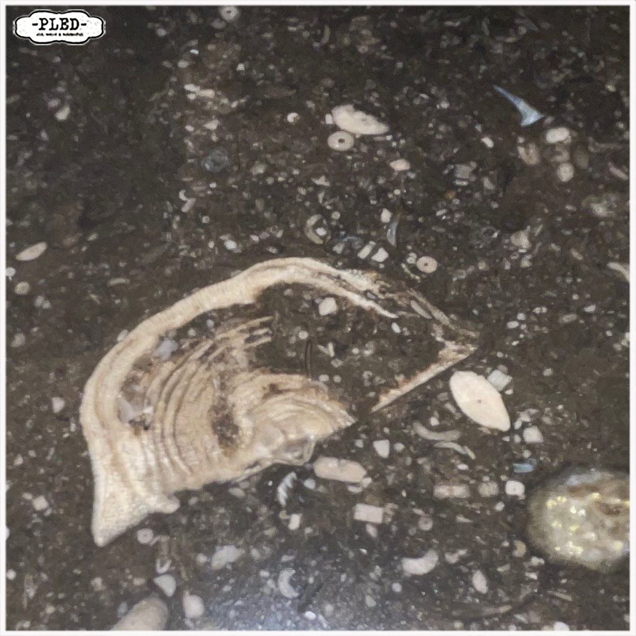 Oude eikenhouten apothekerskast met hardstenen blad - Afbeelding 10